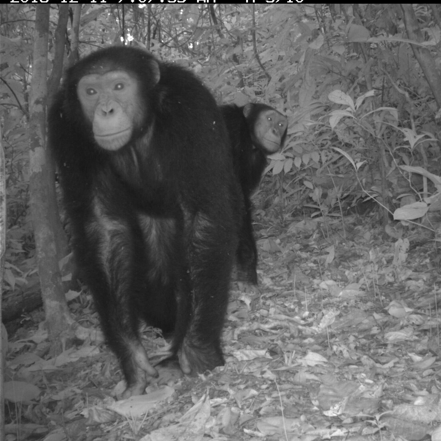 Bayang Mbo%20Wildlife%20Sanctuary