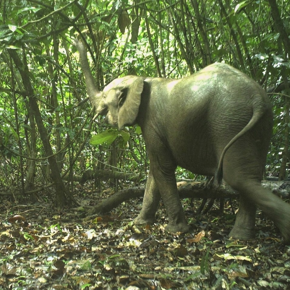 Bayang Mbo%20Wildlife%20Sanctuary